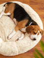 5 Signs Your Pet Needs a New Bed (And How to Pick the Right One)