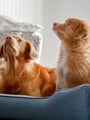 The Ultimate Guide to Pet Bed Materials: What’s Best for Your Pet?