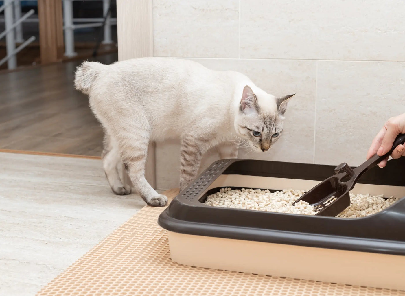 A guide to choosing the right litter for your cat